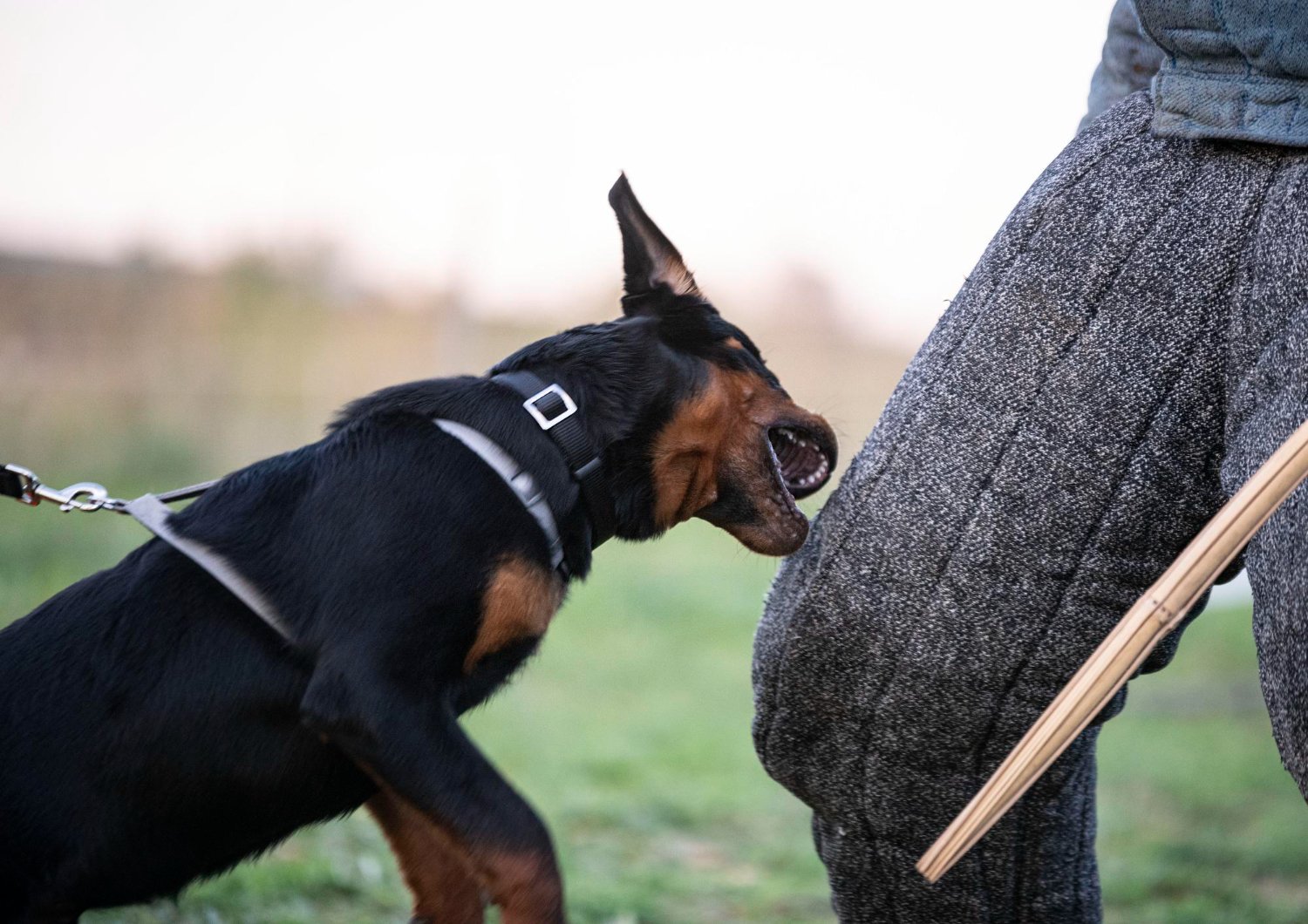 Dog bite and animal attack claim handled by a Sherman Oaks personal injury attorney