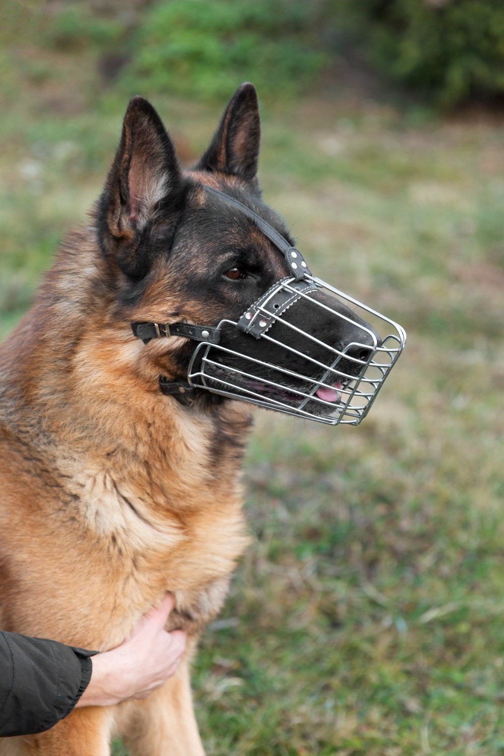Dog on a leash on a residential sidewalk, representing the dog bite and animal attack claims Lionsgate Law Group APC handles